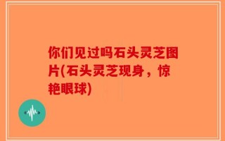 你们见过吗石头灵芝图片(石头灵芝现身，惊艳眼球)