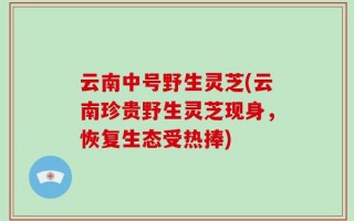 云南中号野生灵芝(云南珍贵野生灵芝现身，恢复生态受热捧)
