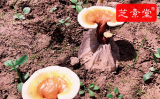 吃什么补肝脏效果好？