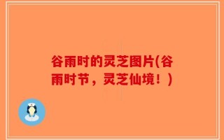 谷雨时的灵芝图片(谷雨时节，灵芝仙境！)