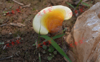破壁灵芝孢子粉作用怎么样？