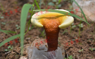 自航牌灵芝孢子粉价格是多少呢？