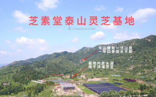 灵芝孢子粉化疗期间可以吃吗？灵芝孢子粉化疗前吃还是化疗后吃？