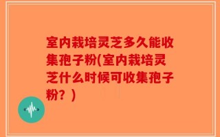 室内栽培灵芝多久能收集孢子粉(室内栽培灵芝什么时候可收集孢子粉？)