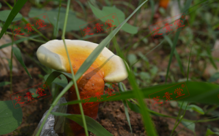 运芝牌破壁灵芝孢子粉怎么吃呢？