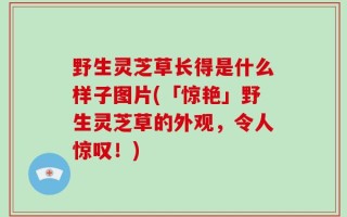 野生灵芝草长得是什么样子图片(「惊艳」野生灵芝草的外观，令人惊叹！)