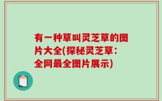 有一种草叫灵芝草的图片大全(探秘灵芝草：全网最全图片展示)