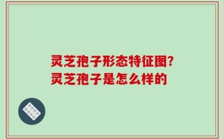 灵芝孢子形态特征图？灵芝孢子是怎么样的