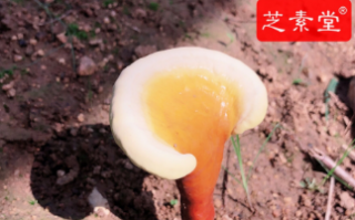 肝不好要吃什么调理好一些呢？