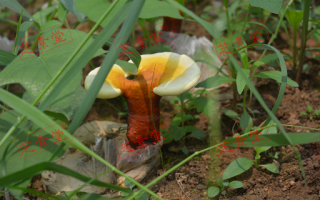什么是灵芝孢子粉破壁技术呢？