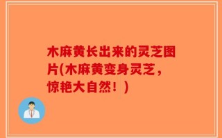 木麻黄长出来的灵芝图片(木麻黄变身灵芝，惊艳大自然！)