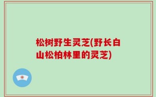 松树野生灵芝(野长白山松柏林里的灵芝)