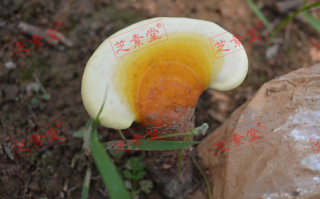 灵芝孢子粉破壁后真的好吗？