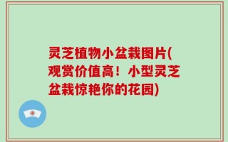 灵芝植物小盆栽图片(观赏价值高！小型灵芝盆栽惊艳你的花园)