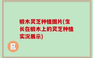 椴木灵芝种植图片(生长在椴木上的灵芝种植实况展示)