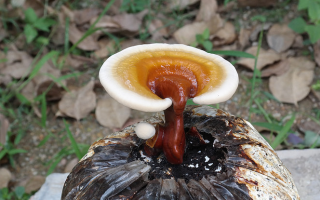灵芝孢子粉吃了喉咙痛怎么办呀？应该怎么选择？