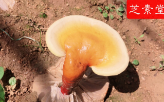 吃了灵芝孢子粉拉肚子为什么？