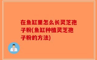 在鱼缸里怎么长灵芝孢子粉(鱼缸种植灵芝孢子粉的方法)
