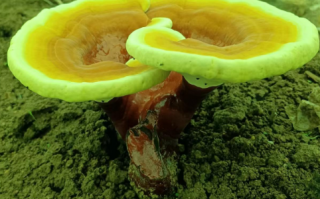 灵芝孢子粉治疗失眠吗？失眠的朋友可以了解！