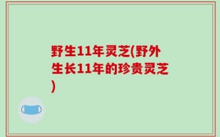 野生11年灵芝(野外生长11年的珍贵灵芝)