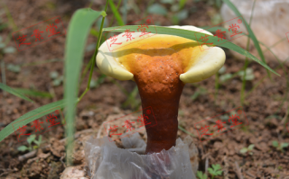 怎样调节免疫力好呢？