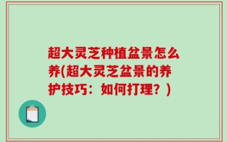 超大灵芝种植盆景怎么养(超大灵芝盆景的养护技巧：如何打理？)