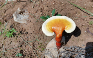 胃息肉能吃破壁灵芝孢子粉吗？效果怎么样？