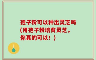 孢子粉可以种出灵芝吗(用孢子粉培育灵芝，你真的可以！)
