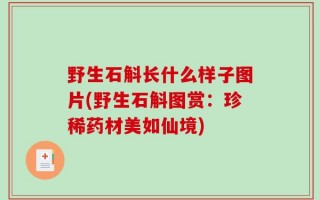 野生石斛长什么样子图片(野生石斛图赏：珍稀药材美如仙境)