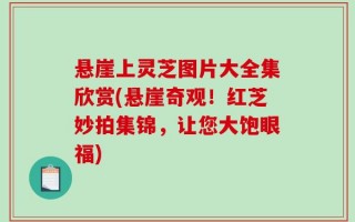 悬崖上灵芝图片大全集欣赏(悬崖奇观！红芝妙拍集锦，让您大饱眼福)