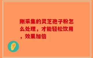 刚采集的灵芝孢子粉怎么处理，才能轻松饮用，效果加倍