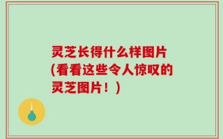 灵芝长得什么样图片 (看看这些令人惊叹的灵芝图片！)