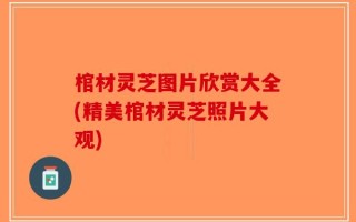 棺材灵芝图片欣赏大全(精美棺材灵芝照片大观)