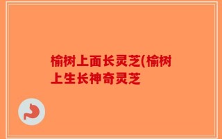 榆树上面长灵芝(榆树上生长神奇灵芝