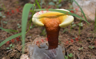 灵芝孢子粉什么品牌好呢？