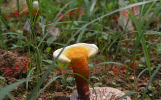 灵芝孢子粉治什么病效果好呢？