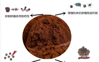 灵芝孢子粉可以抗癌抑制肿瘤吗，有什么药理作用