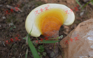 肝癌能不能吃灵芝孢子粉呢？