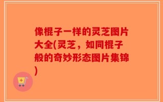 像棍子一样的灵芝图片大全(灵芝，如同棍子般的奇妙形态图片集锦)