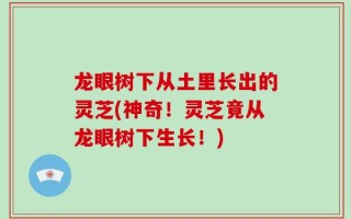 龙眼树下从土里长出的灵芝(神奇！灵芝竟从龙眼树下生长！)