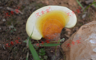 泰山破壁灵芝孢子粉哪个好？