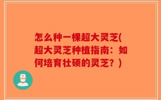 怎么种一棵超大灵芝(超大灵芝种植指南：如何培育壮硕的灵芝？)