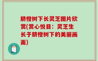 脐橙树下长灵芝图片欣赏(赏心悦目：灵芝生长于脐橙树下的美丽画面)