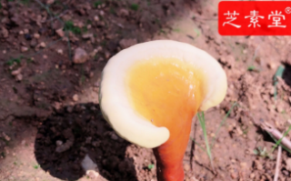 化疗期间灵芝孢子粉一天吃几克好呢？