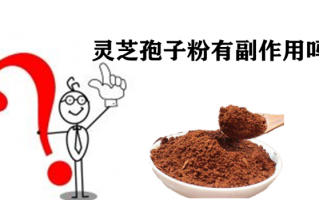 灵芝孢子粉有副作用吗，还不知道的看这里