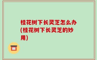 桂花树下长灵芝怎么办(桂花树下长灵芝的妙用)