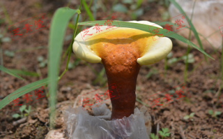 灵芝孢子粉怎么喝才好呢？