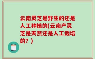 云南灵芝是野生的还是人工种植的(云南产灵芝是天然还是人工栽培的？)