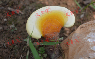 吃了灵芝孢子粉不停放屁怎么回事？