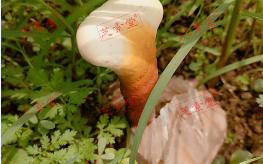 拉肚子吃什么比较好改善？
